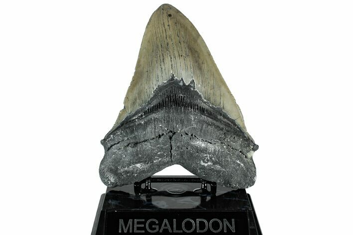 Serrated, Fossil Megalodon Tooth - North Carolina #311101